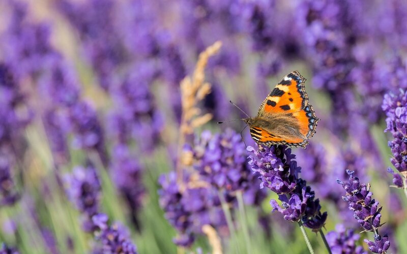 Butterfly on Lavender — Purple, Serene, Afternoon, Photograph, Flower, Insect, Orange, Green
