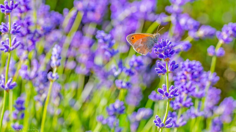 Butterfly on Lavender — Purple, Serene, Afternoon, Photograph, Greenery