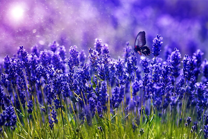 Butterfly on Lavender — Purple, Serene, Afternoon, Photograph, Sunlight
