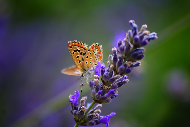 Butterfly on Lavender — Purple, Serene, Afternoon