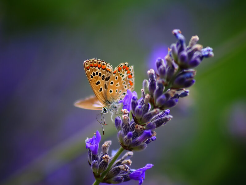 Butterfly on Lavender — Purple, Serene