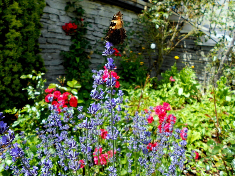 Butterfly on Lavender — Purple