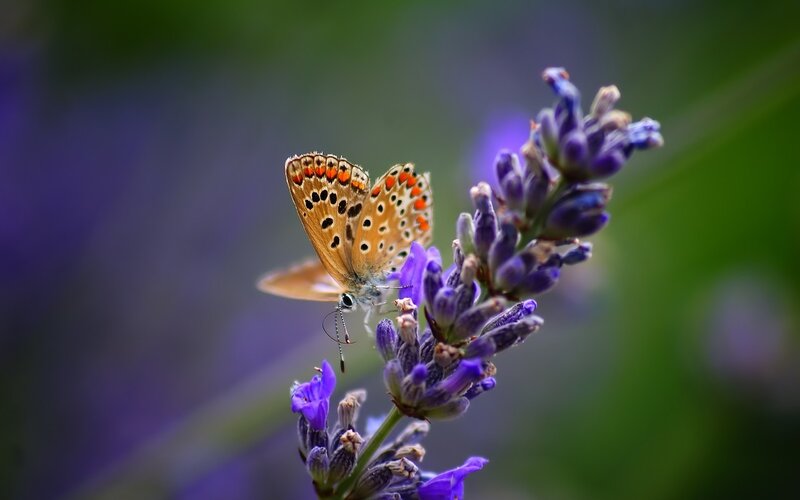 Butterfly on Lavender