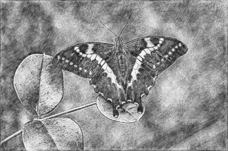 Butterfly on Leaf — Black, Calm