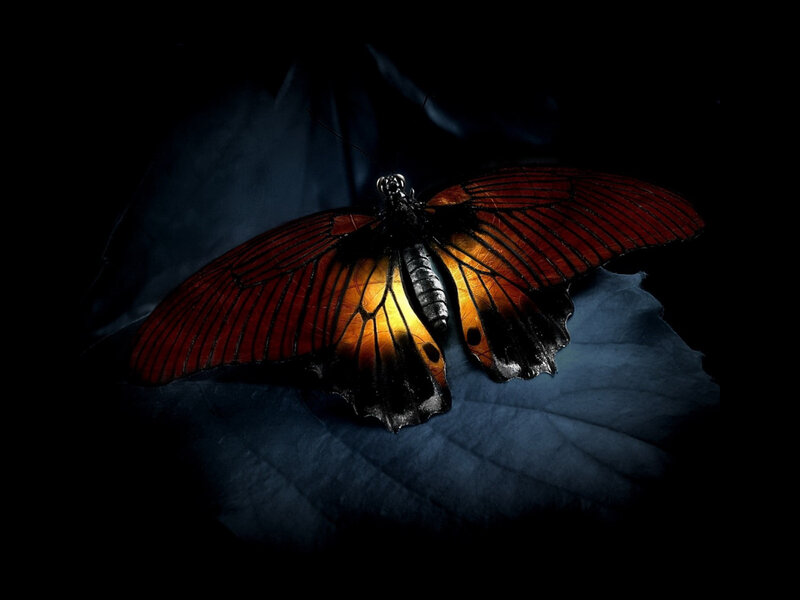 Butterfly on Leaf — Black, Dramatic, Night