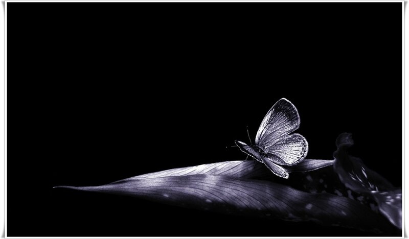 Butterfly on Leaf — Black, Dramatic, Photograph
