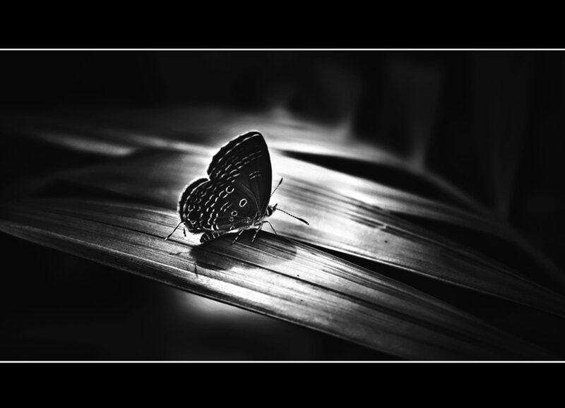 Butterfly on Leaf — Black, Dramatic