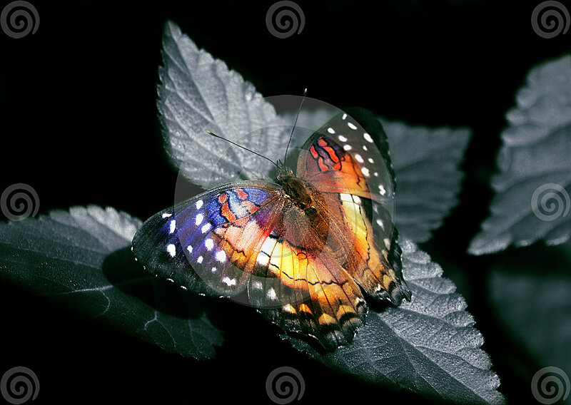 Butterfly on Leaf — Black