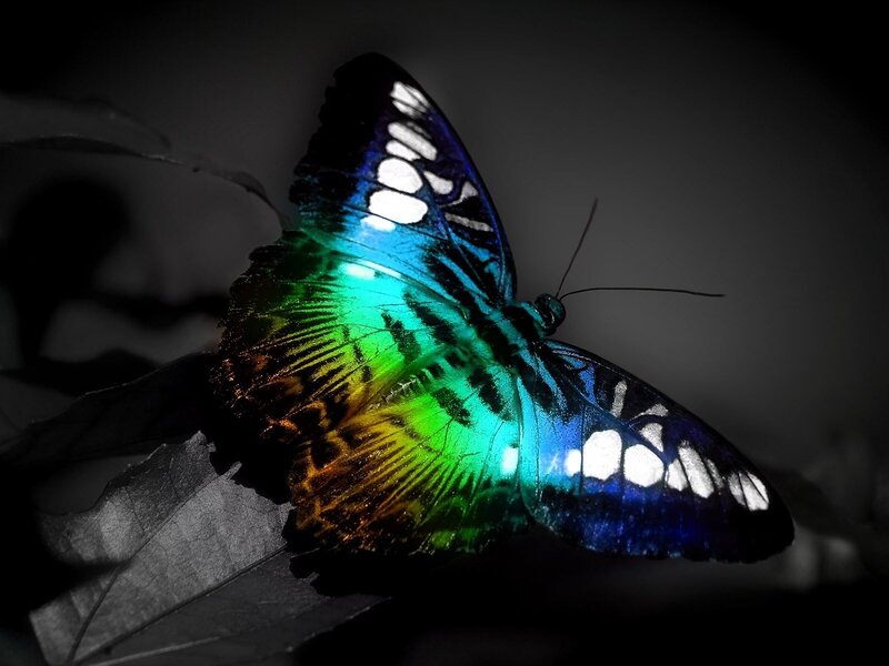 Butterfly on Leaf — Blue, Dramatic, Night
