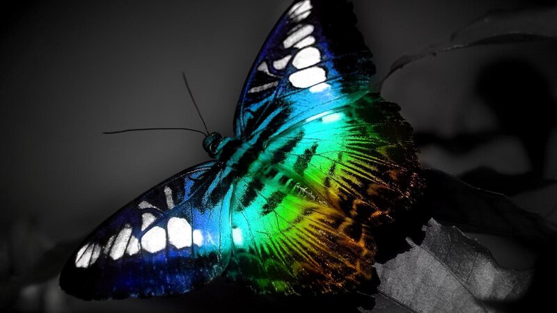 Butterfly on Leaf — Blue, Dramatic, Photograph