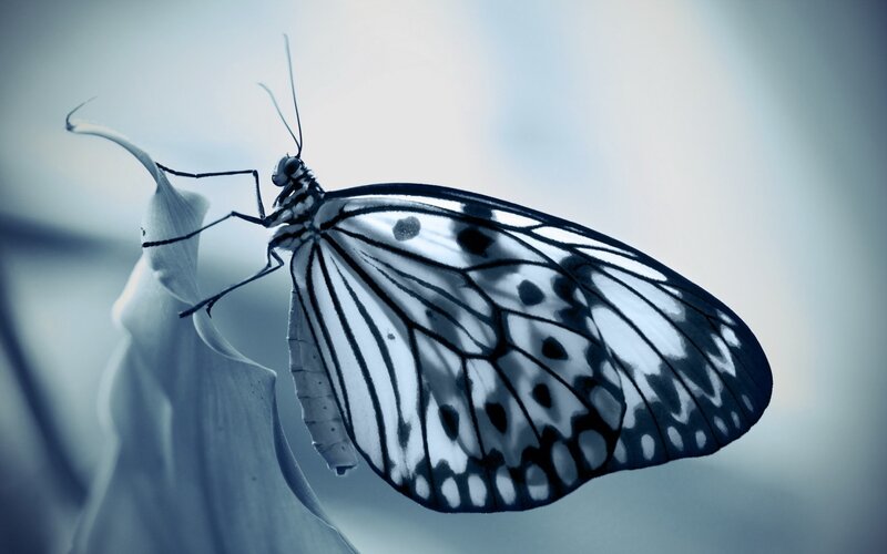 Butterfly on Leaf — Blue, Serene, Photograph