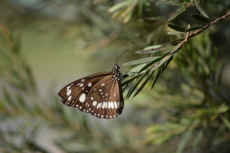 Butterfly on Leaf — Brown, Calm, Afternoon, Photograph