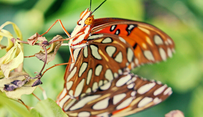 Butterfly on Leaf — Brown, Calm, Afternoon