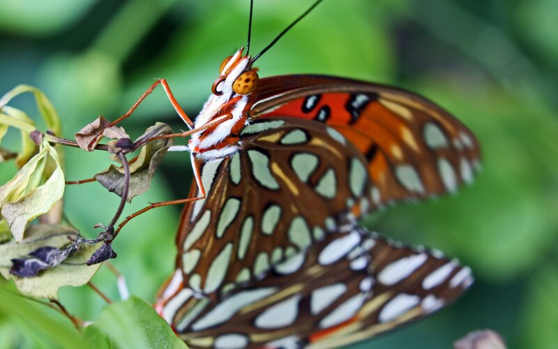 Butterfly on Leaf — Brown, Calm, Photograph, Plant