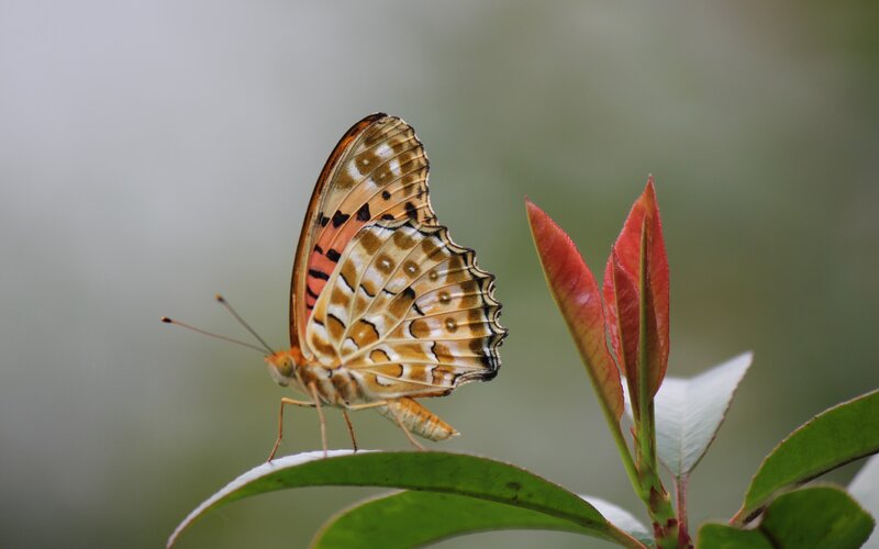 Butterfly on Leaf — Brown, Calm