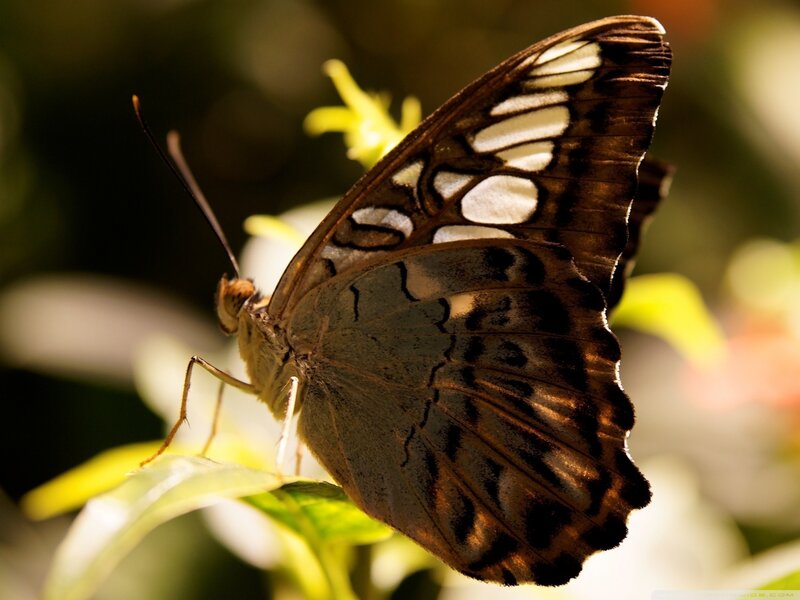 Butterfly on Leaf — Brown, Natural
