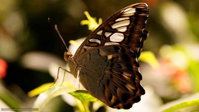 Butterfly on Leaf — Brown, Serene, Afternoon