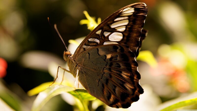 Butterfly on Leaf — Brown, Serene