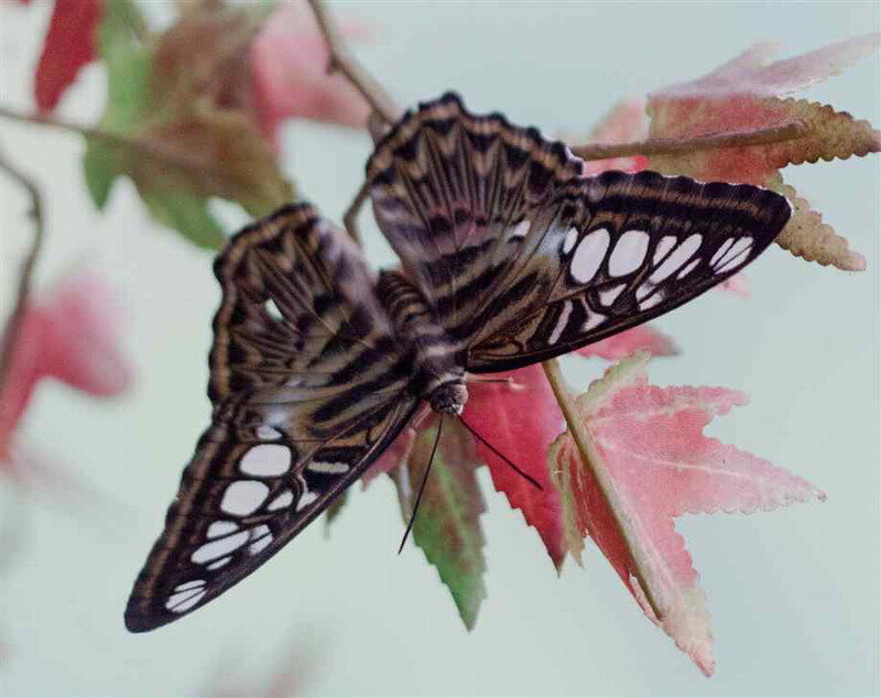 Butterfly on Leaf — Brown
