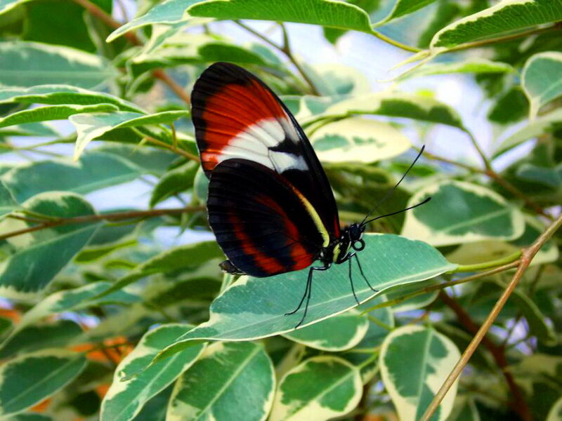 Butterfly on Leaf — Green, Calm, Afternoon