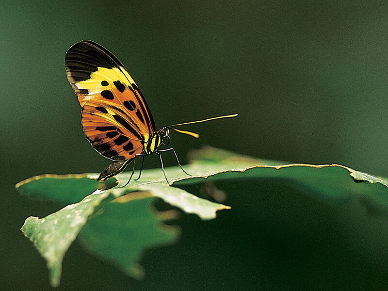 Butterfly on Leaf — Green, Calm