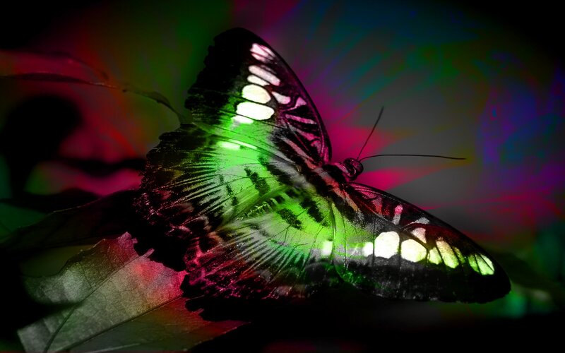 Butterfly on Leaf — Green, Dramatic