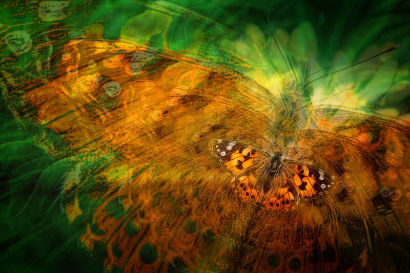 Butterfly on Leaf — Green, Dreamy