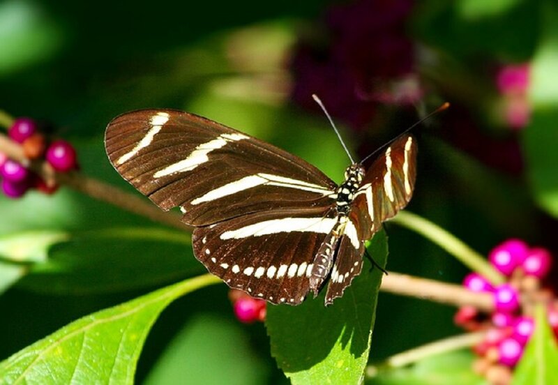 Butterfly on Leaf — Green, Natural, Afternoon