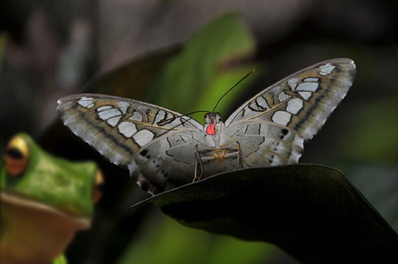 Butterfly on Leaf — Green, Natural, Photograph