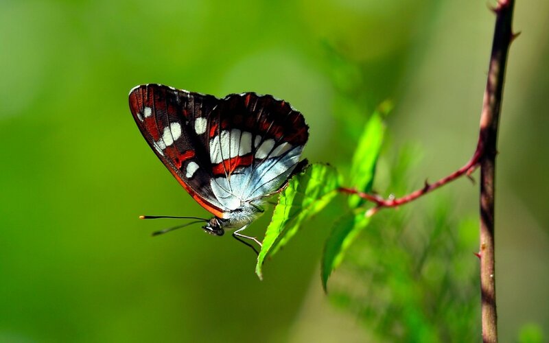 Butterfly on Leaf — Green, Serene, Afternoon, Photograph, Stem