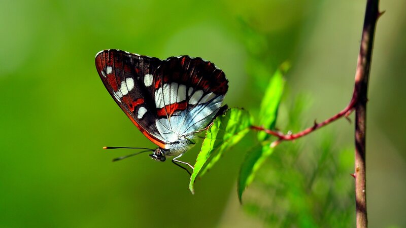 Butterfly on Leaf — Green, Serene, Afternoon, Photograph