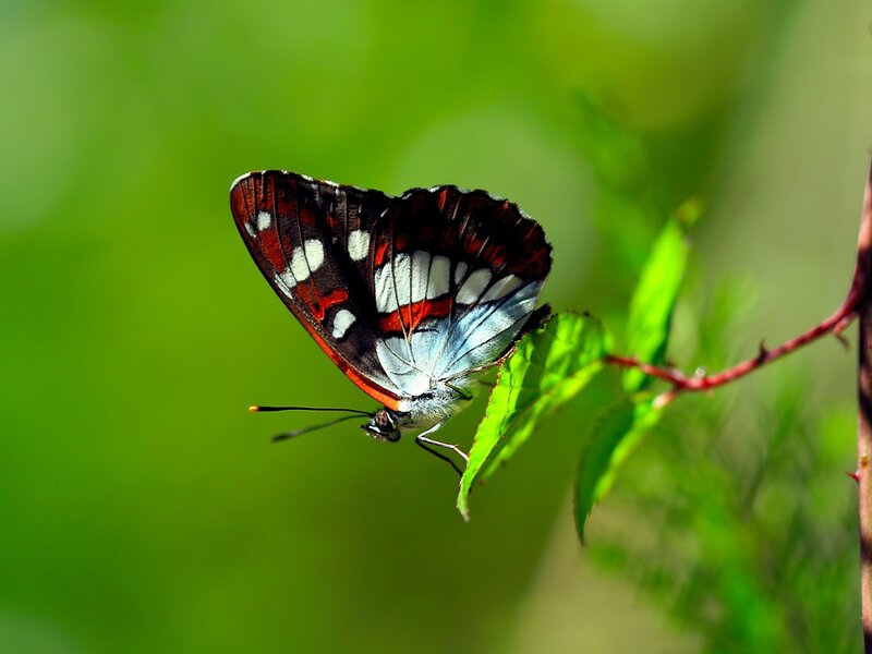 Butterfly on Leaf — Green, Serene, Afternoon