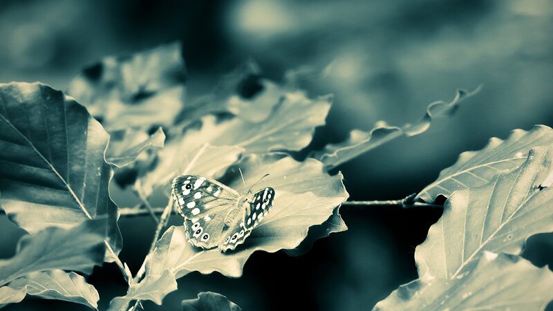 Butterfly on Leaf — Green, Serene, Photograph, Branch, Forest, Black, White