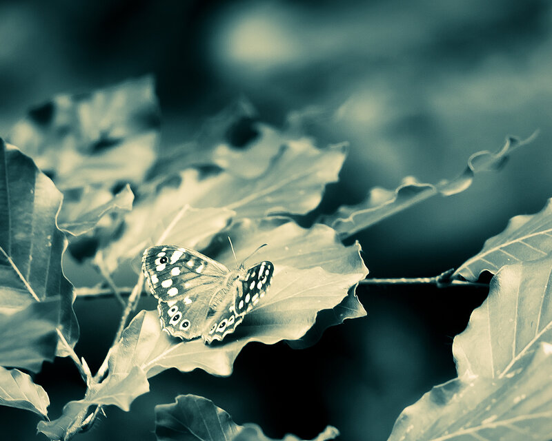 Butterfly on Leaf — Green, Serene, Photograph, Branch