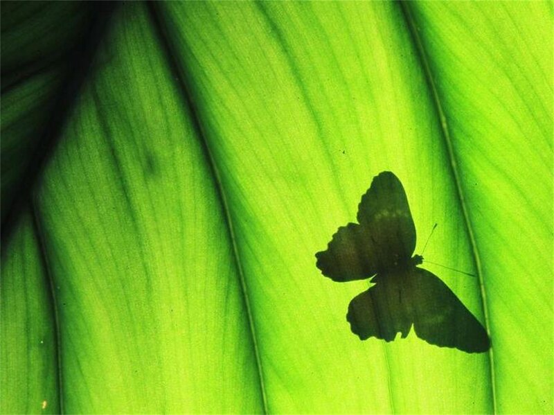 Butterfly on Leaf — Green, Serene, Photograph, Shadow