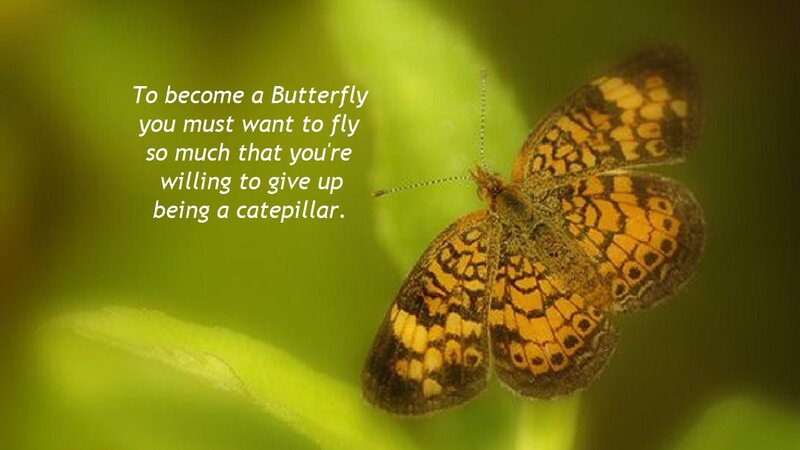 Butterfly on Leaf — Green, Serene, Photograph, Text