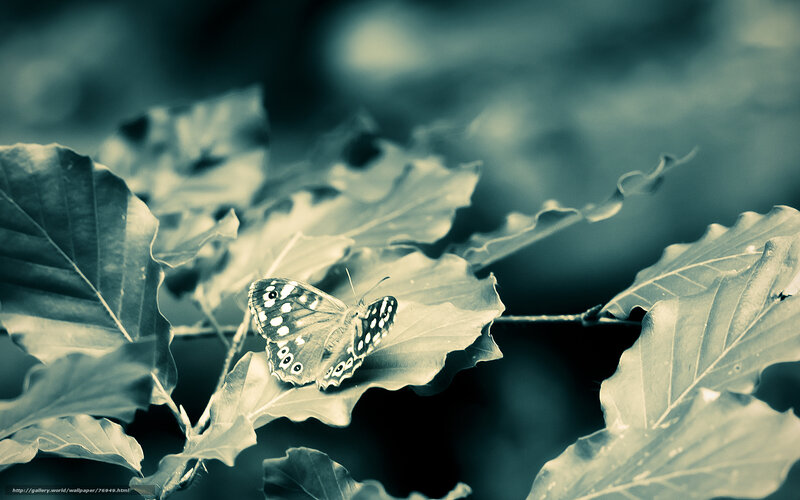 Butterfly on Leaf — Green, Serene, Photograph
