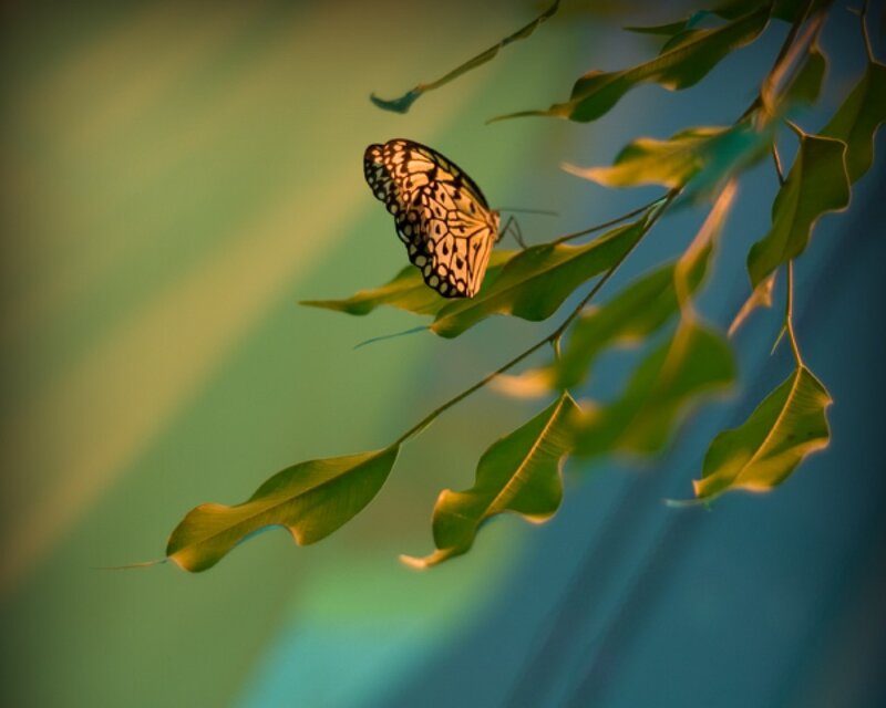 Butterfly on Leaf — Green, Serene, Sunset