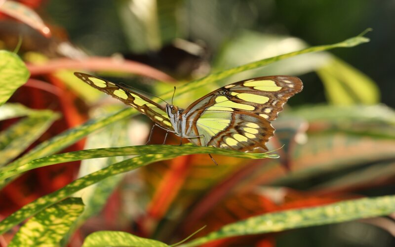 Butterfly on Leaf — Green