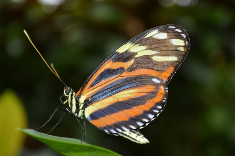 Butterfly on Leaf — Orange, Calm, Photograph
