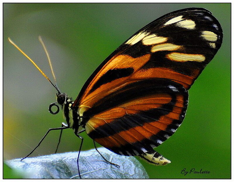 Butterfly on Leaf — Orange, Calm