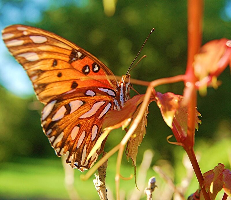 Butterfly on Leaf — Orange, Serene