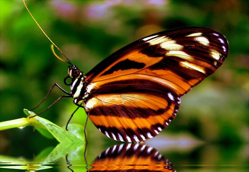 Butterfly on Leaf — Orange