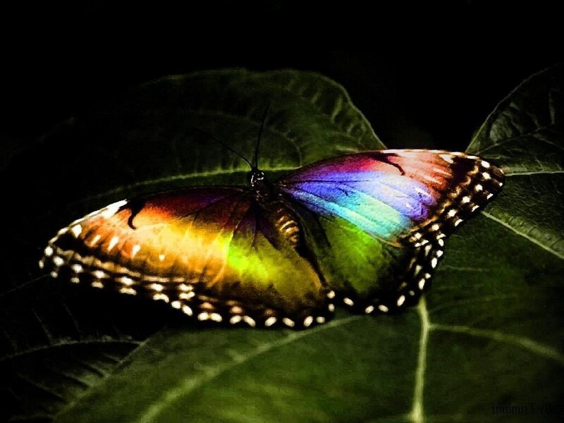 Butterfly on Leaf