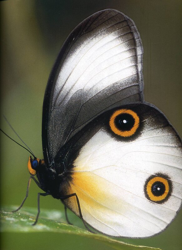 Butterfly on Leaf — White
