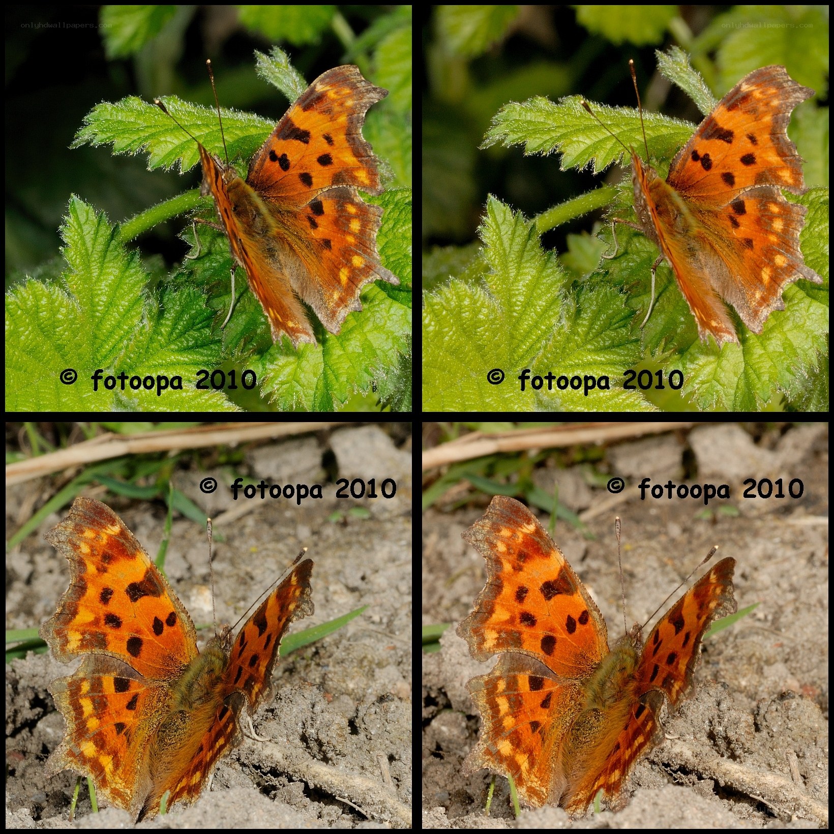 Butterfly on leaves and ground