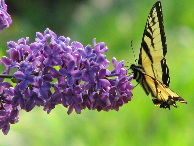 Butterfly on Lilac Flower