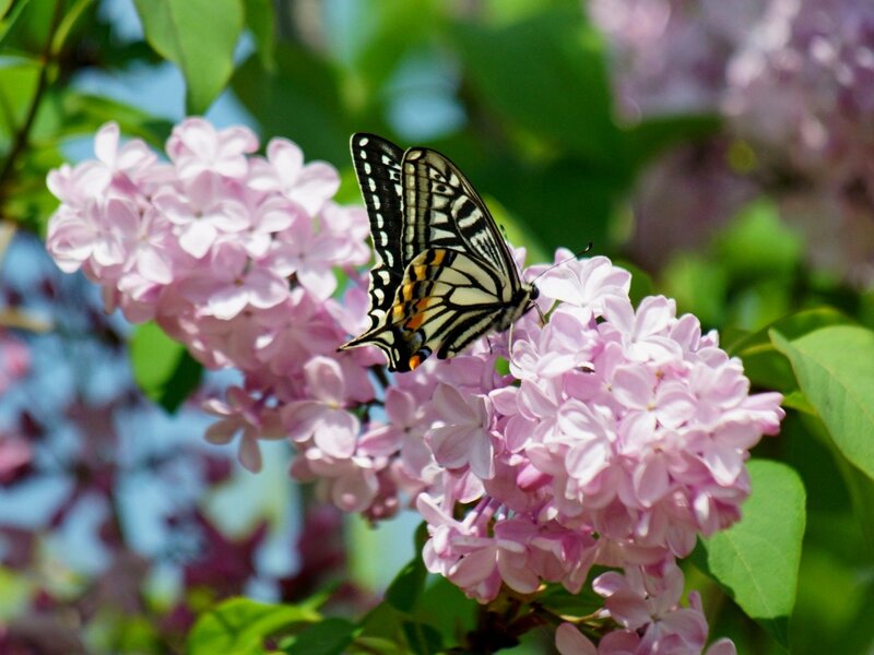 Butterfly on Lilac Flowers — Pink, Serene