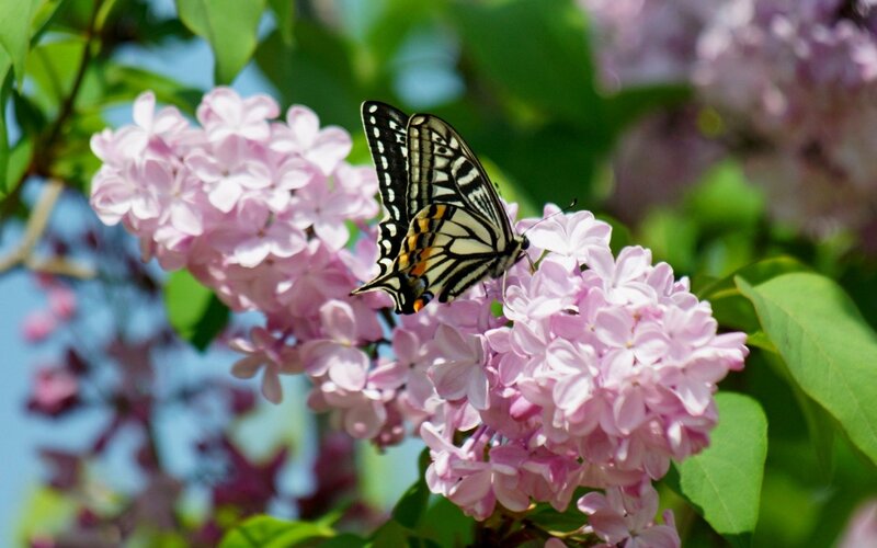 Butterfly on Lilac Flowers — Pink