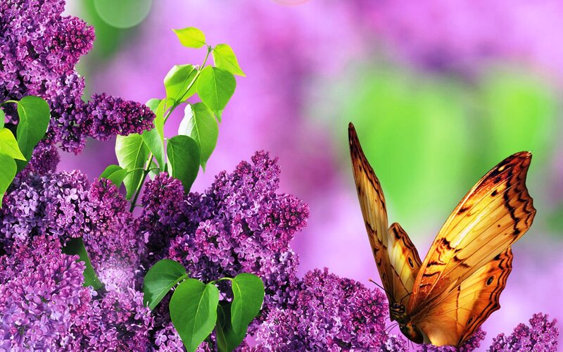 Butterfly on Lilac Flowers — Purple, Serene, Spring, Photograph